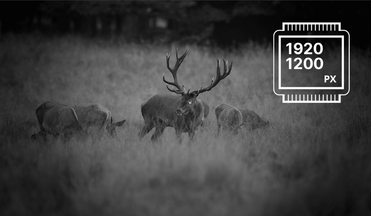 Jumelles Pulsar Multispectral Bino MERGER Dou NXP50 640 x480